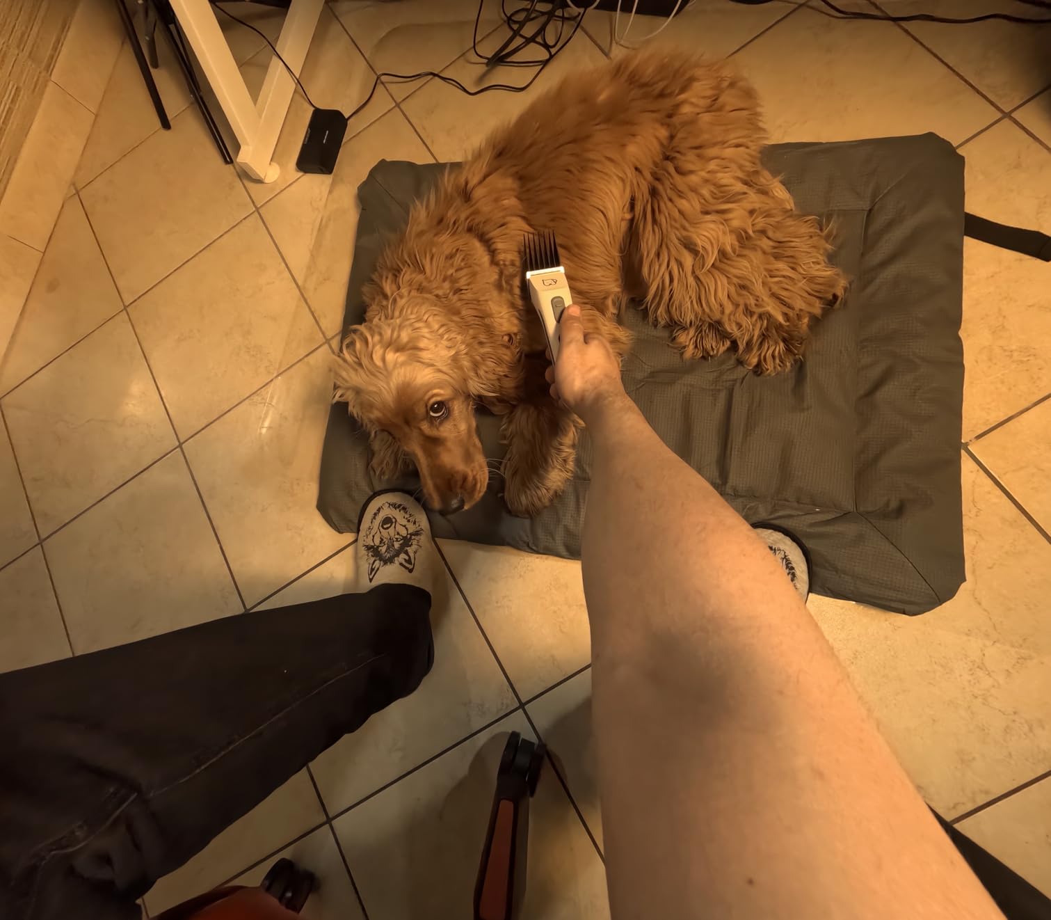 Cane tranquillo, padrona contenta