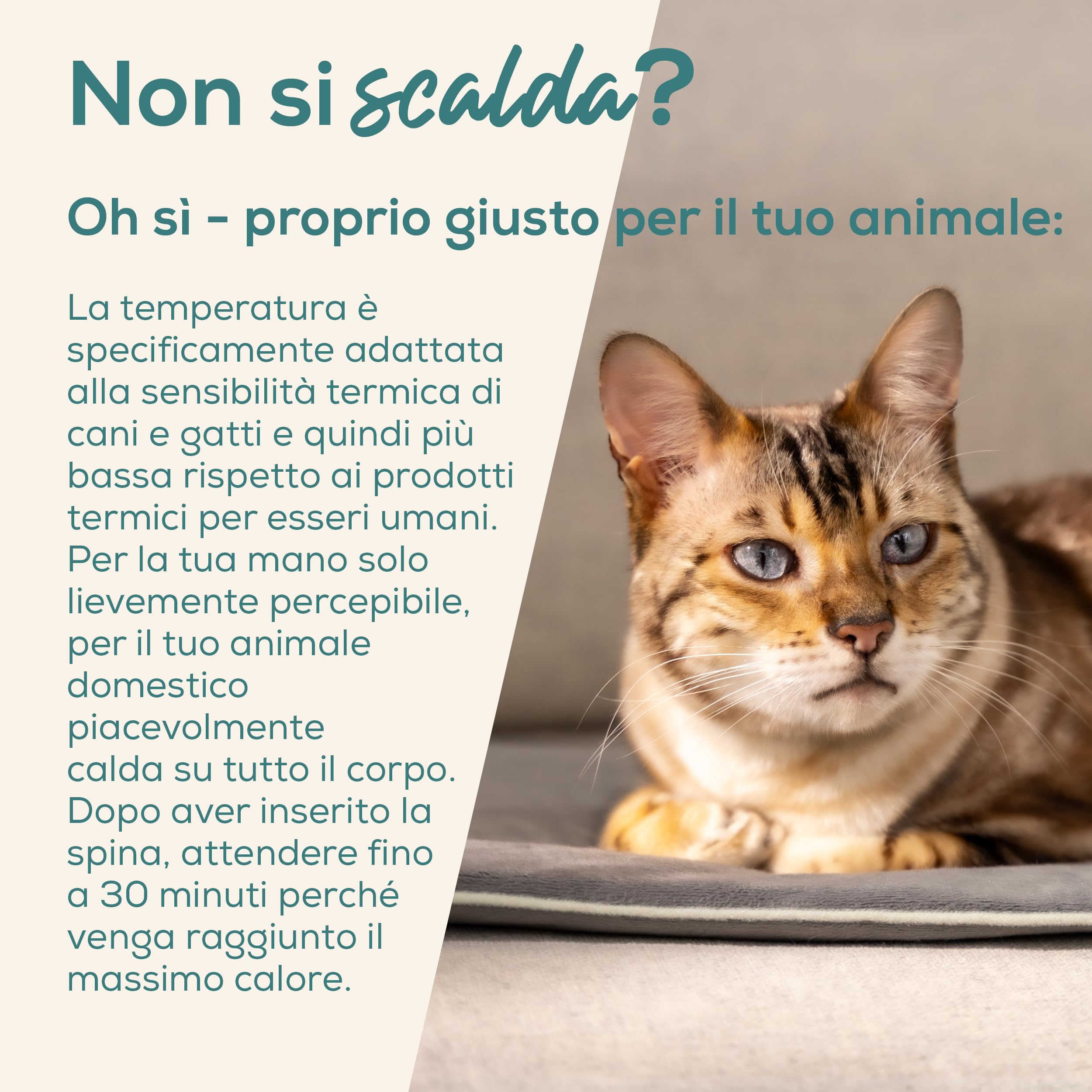 beurer-love-your-pet-tappetino-riscaldante-lilli-per-cani-e-gatti-taglia-s-41-x- image 2